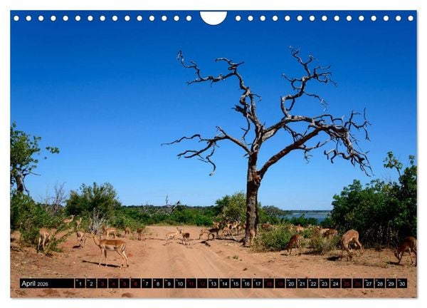 Produktbild: Faszination Botswana (Wandkalender 2026 DIN A4 quer), CALVENDO Monatskalender