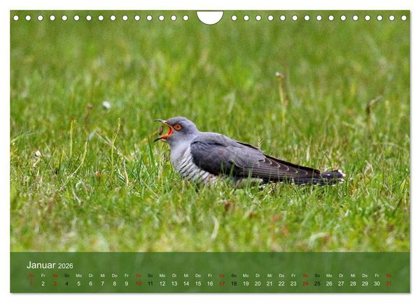 Produktbild: Kuckuck,Kuckuck,rufts aus dem Wald (Wandkalender 2026 DIN A4 quer), CALVENDO Monatskalender