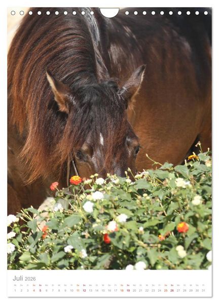Produktbild: Caballos - Die sch&ouml;nen Pferde Spaniens (Wandkalender 2026 DIN A4 hoch), CALVENDO Monatskalender