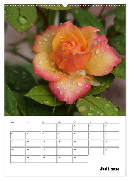 Produktbild: Zauberhafte Rosen (hochwertiger Premium Wandkalender 2026 DIN A2 hoch), Kunstdruck in Hochglanz