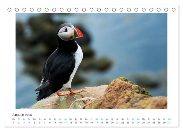 Produktbild: PAPAGEIENTAUCHER - Clowns der Nordmeere (Tischkalender 2026 DIN A5 quer), CALVENDO Monatskalender