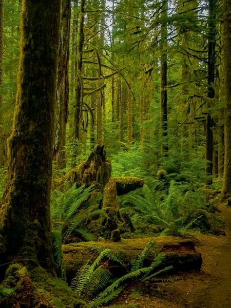 Produktbild: CALVENDO Puzzle Olympic State and National Parks | 1000 Teile Lege-Gr&ouml;&szlig;e 64x48cm Foto-Puzzle f&uuml;r gl&uuml;ckliche Stunden