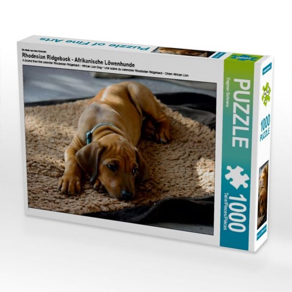 Produktbild: CALVENDO Puzzle Rhodesian Ridgeback H&uuml;ndin | 1000 Teile Lege-Gr&ouml;&szlig;e 64x48cm Foto-Puzzle f&uuml;r gl&uuml;ckliche Stunden