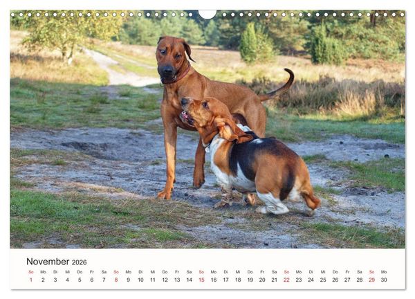 Produktbild: Rhodesian Ridgeback Sch&ouml;nheit aus Afrika (Wandkalender 2026 DIN A3 quer), CALVENDO Monatskalender