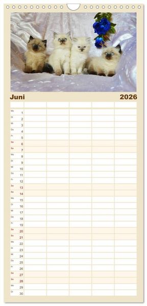 Produktbild: Familienplaner 2026 - Katzenparade mit 5 Spalten (Wandkalender, 21 x 45 cm) CALVENDO