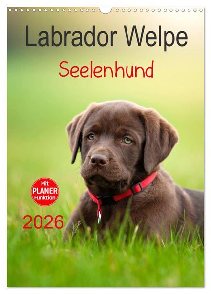 Labrador Welpe - Seelenhund (Wandkalender 2026 DIN A3 hoch), CALVENDO Monatskalender