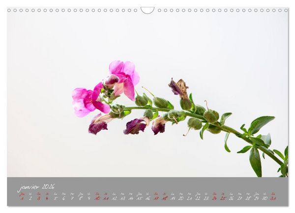 Produktbild: Des fleurs sur le chemin du matin (Calendrier mural 2026 DIN A3 vertical), CALVENDO calendrier mensuel