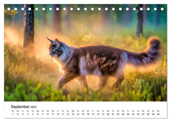 Produktbild: Eleganz in Pelz - ein Maine Coon - Kalender (Tischkalender 2027 DIN A5 quer), CALVENDO Monatskalender