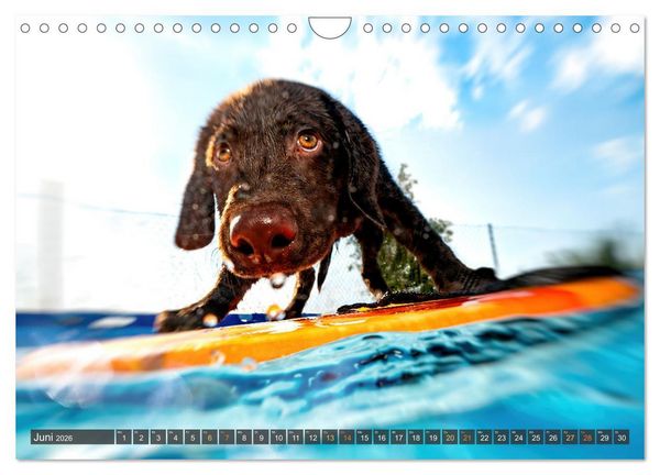Produktbild: bunte Tierfotografie an Land und im Wasser (Wandkalender 2026 DIN A4 quer), CALVENDO Monatskalender