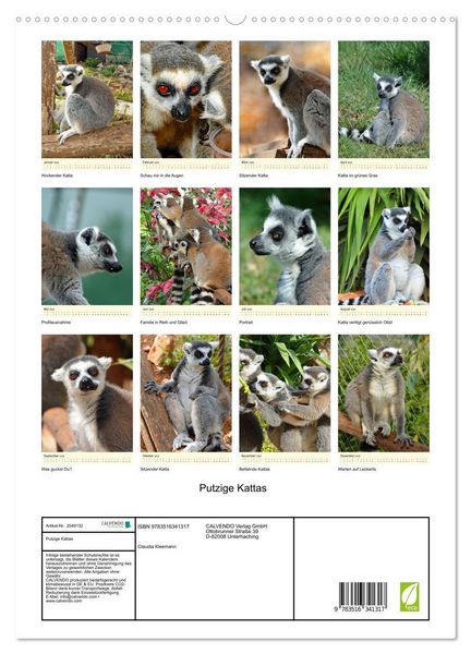 Produktbild: Putzige Kattas (hochwertiger Premium Wandkalender 2026 DIN A2 hoch), Kunstdruck in Hochglanz