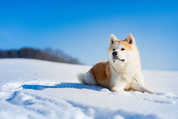 Produktbild: Lais Puzzle Akita Inu 2000 Teile