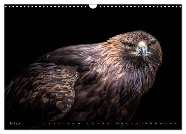 Produktbild: Greifv&ouml;gel und Eulen (Wandkalender 2026 DIN A3 quer), CALVENDO Monatskalender