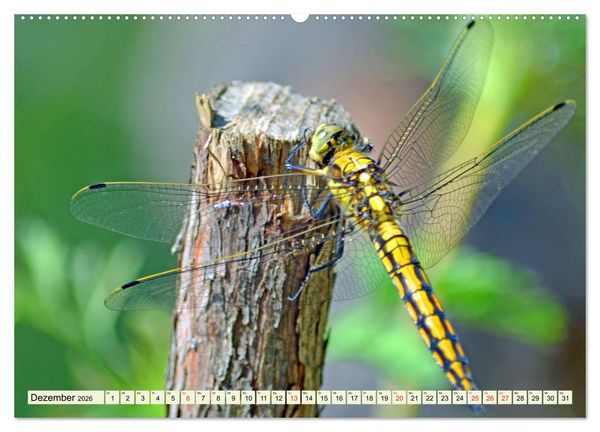 Produktbild: Farbenpracht der Insekten (hochwertiger Premium Wandkalender 2026 DIN A2 quer), Kunstdruck in Hochglanz