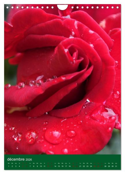 Produktbild: Senteurs florales (Calendrier mural 2026 DIN A4 horizontal), CALVENDO calendrier mensuel