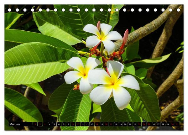 Produktbild: Botanischer Garten Palermo (Tischkalender 2026 DIN A5 quer), CALVENDO Monatskalender