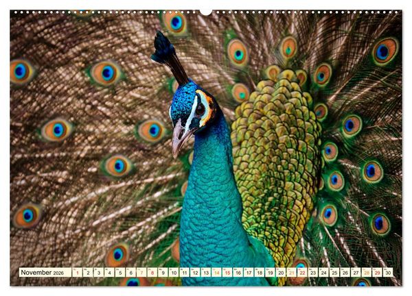 Produktbild: Sch&ouml;ner Pfau (hochwertiger Premium Wandkalender 2026 DIN A2 quer), Kunstdruck in Hochglanz