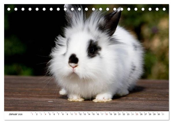 Produktbild: Kaninchen - knuddelige Hausgenossen (Tischkalender 2026 DIN A5 quer), CALVENDO Monatskalender