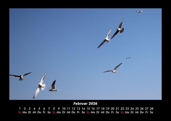 Produktbild: M&ouml;wen 2026 Fotokalender DIN A3