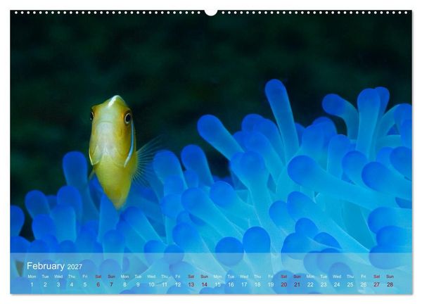 Produktbild: Anemonefish - always busy - always on the move (High Quality Premium Wall Calendar 2027 DIN A2 landscape),CALVENDO 12 Month Wall Calendar