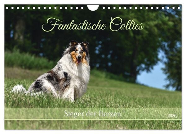 Produktbild: Fantastische Collies - Sieger der Herzen (Wandkalender 2026 DIN A4 quer), CALVENDO Monatskalender