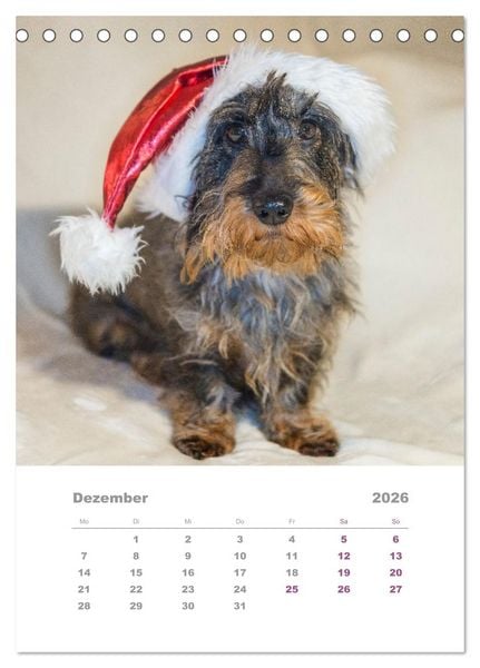 Produktbild: Dackel(augen)blicke (Tischkalender 2026 DIN A5 hoch), CALVENDO Monatskalender