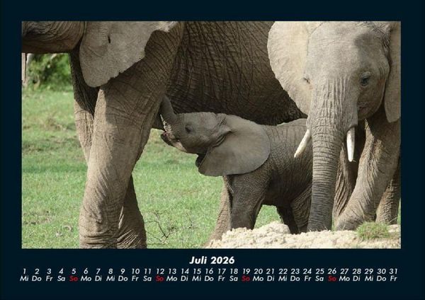 Produktbild: Elefanten - Die sanften Riesen Afrikas 2026 Fotokalender DIN A4