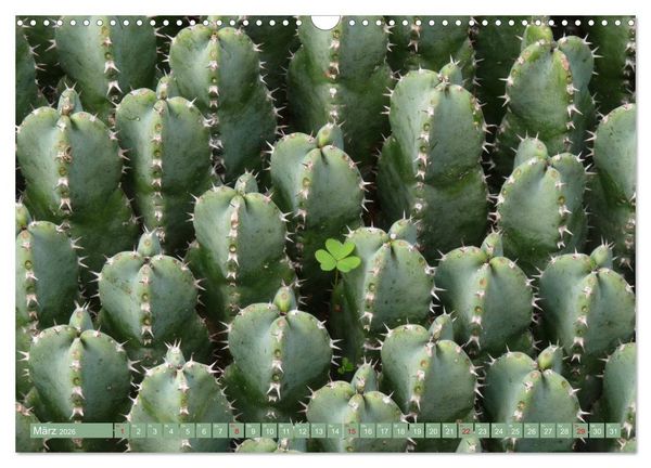 Produktbild: BOTANICACTUS Mallorcas Kakteengarten (Wandkalender 2026 DIN A3 quer), CALVENDO Monatskalender