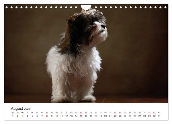 Produktbild: Welpenblicke (Wandkalender 2026 DIN A4 quer), CALVENDO Monatskalender