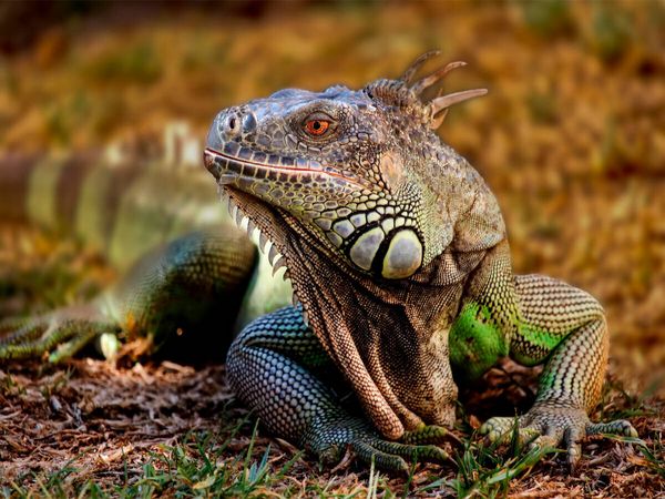 Produktbild: CALVENDO Puzzle Wundersch&ouml;ner Leguan | 1000 Teile Lege-Gr&ouml;&szlig;e 64x48cm Foto-Puzzle f&uuml;r gl&uuml;ckliche Stunden