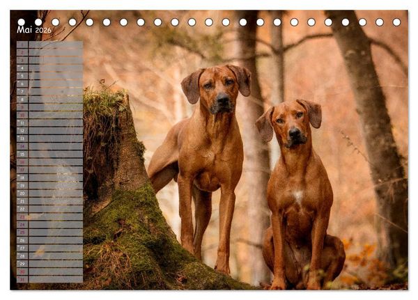 Produktbild: Rhodesian Ridgeback - Herzen auf vier Pfoten (Tischkalender 2026 DIN A5 quer), CALVENDO Monatskalender