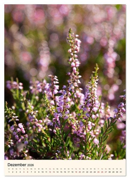 Produktbild: Wild und W&uuml;rzig - Kr&auml;utersch&auml;tze aus der Heide (Wandkalender 2026 DIN A4 hoch), CALVENDO Monatskalender