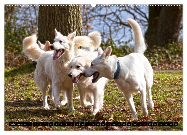 Produktbild: Berger Blanc Suisse - Weggef&auml;hrten auf 4 Pfoten (hochwertiger Premium Wandkalender 2026 DIN A2 quer), Kunstdruck in Hochglanz
