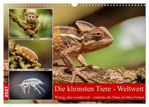 Produktbild: Die kleinsten Tiere - Weltweit (Wandkalender 2027 DIN A3 quer), CALVENDO Monatskalender