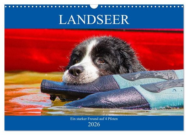 Landseer - Ein starker Freund auf 4 Pfoten (Wandkalender 2026 DIN A3 quer), CALVENDO Monatskalender