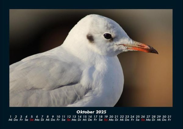 Produktbild: Vogelparadies 2025 Fotokalender DIN A4