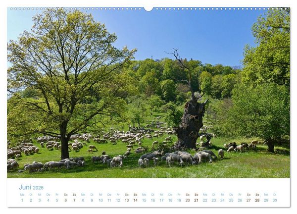 Produktbild: Mit Schafen durch das Jahr (Wandkalender 2026 DIN A2 quer), CALVENDO Monatskalender