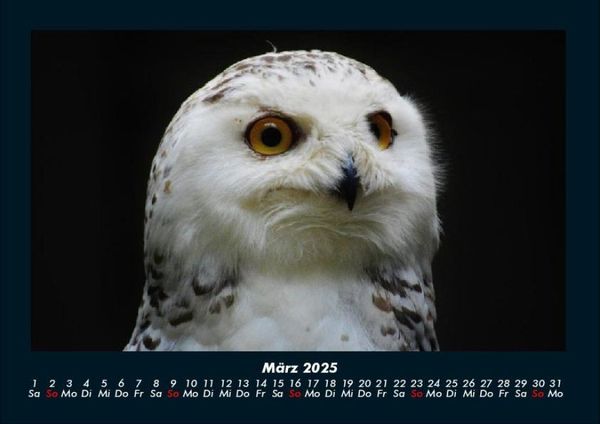 Produktbild: Vogelparadies 2025 Fotokalender DIN A4