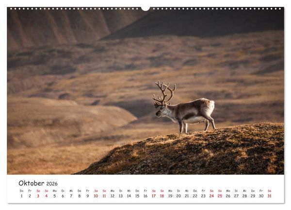 Produktbild: Rentiere (hochwertiger Premium Wandkalender 2026 DIN A2 quer), Kunstdruck in Hochglanz