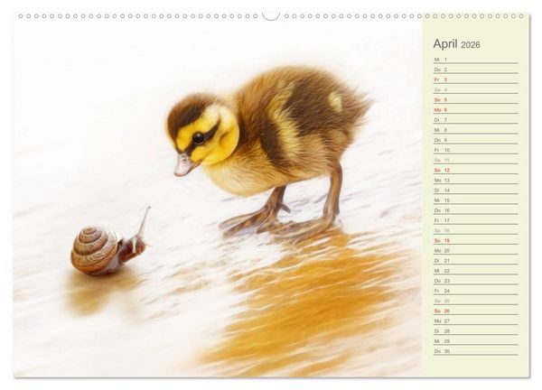 Produktbild: S&uuml;sse Tierwelt / CH-Version / Geburtstagskalender (hochwertiger Premium Wandkalender 2026 DIN A2 quer), Kunstdruck in Hochglanz