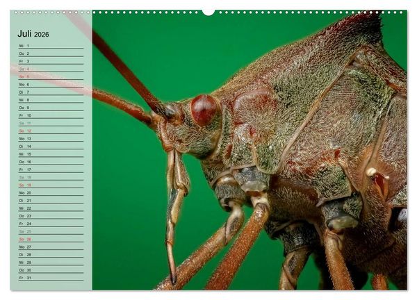 Produktbild: Die geheimnisvolle Welt der Insekten (hochwertiger Premium Wandkalender 2026 DIN A2 quer), Kunstdruck in Hochglanz