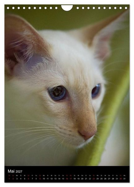 Produktbild: Orientalische Katzen 2027 (Wandkalender 2027 DIN A4 hoch), CALVENDO Monatskalender