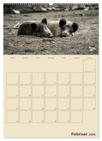 Produktbild: Wildschweine (hochwertiger Premium Wandkalender 2026 DIN A2 hoch), Kunstdruck in Hochglanz