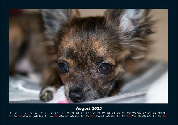 Produktbild: Hunde 2025 Fotokalender DIN A4