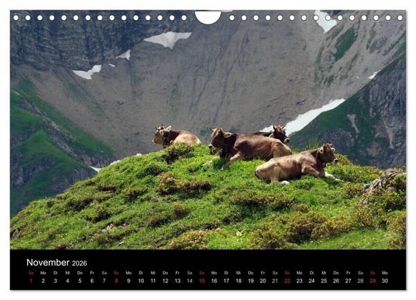 Produktbild: Gl&uuml;ckliches Rindvieh 2026 (Wandkalender 2026 DIN A4 quer), CALVENDO Monatskalender
