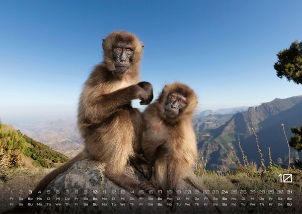 Produktbild: Afrikas Tierwelt - Der Tierkalender - 2027 - Kalender DIN A3