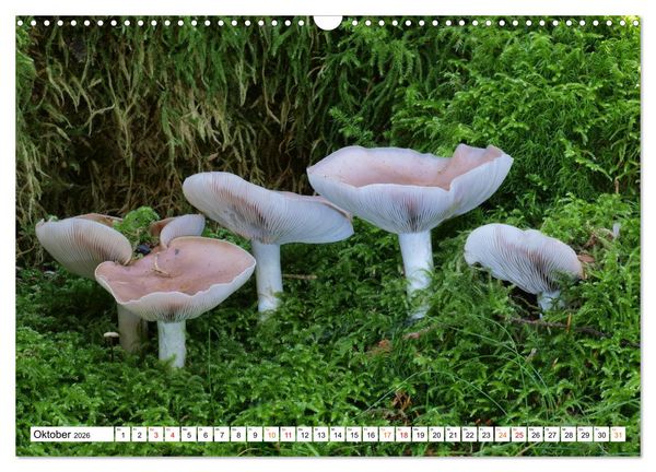 Produktbild: Heil- und Vitalpilze (Wandkalender 2026 DIN A3 quer), CALVENDO Monatskalender