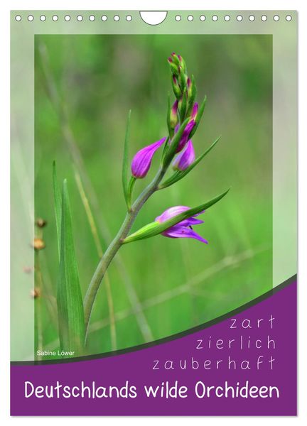 Deutschlands wilde Orchideen (Wandkalender 2025 DIN A4 hoch), CALVENDO Monatskalender