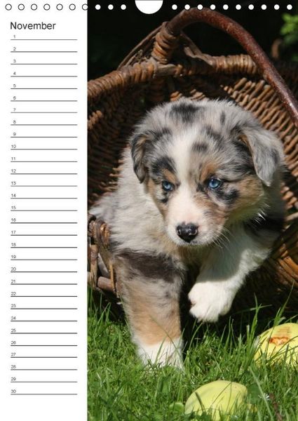 Produktbild: Der Aussie - Geburtstagskalender (Wandkalender immerw&auml;hrend DIN A4 hoch)