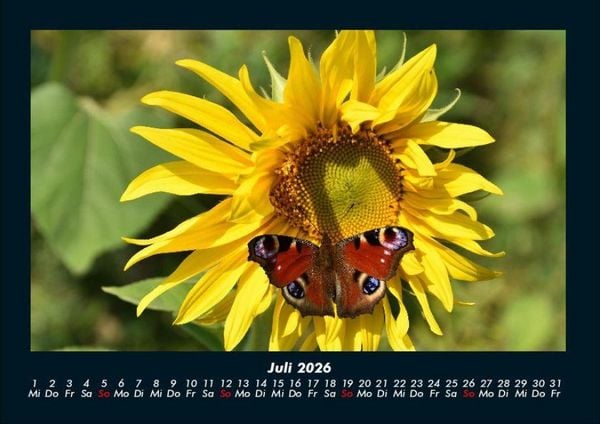 Produktbild: Bunte Pracht der Schmetterlinge 2026 Fotokalender DIN A4