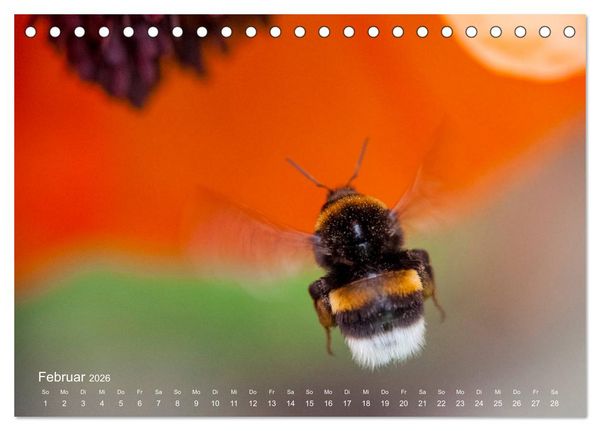 Produktbild: Eine Safari im Garten (Tischkalender 2026 DIN A5 quer), CALVENDO Monatskalender